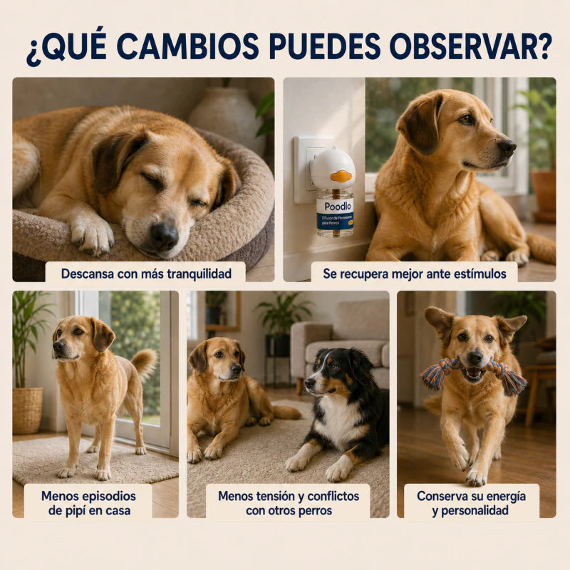 Poodlo™ Difusor Calmante Para Perros